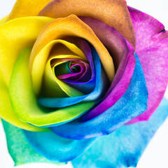 Obraz na płótnie Canvas Bunte Rose in Regenbogenfarben, quadratisch