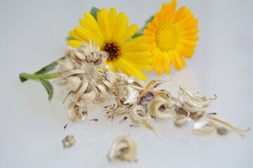calendula seeds 2
