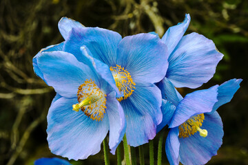 Grandes fleurs de gros plan de pavot bleu de l& 39 Himalaya Meconopsis.
