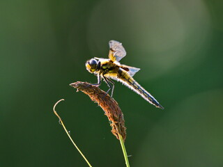 Libelle in der Abendsonne