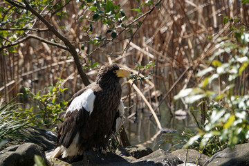 Steller's sea eagle sitting on a stone. Wildlife Photography.