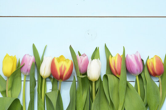 Empty blue green  wooden copy space background with colorful tulips in a line