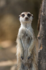 Fototapeta premium The meerkat or suricate Suricata suricatta is a small carnivoran belonging to the mongoose family