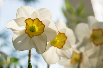 daffodils