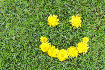 Smile of dandelions on green grass. Summer mood, smiling flowers on green grass background..