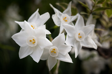 Fototapeta na wymiar daffodils