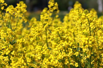Yellow bedstraw