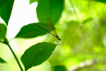 Dragonfly hold on leaf and copy space