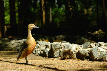 Teal bird in nation park