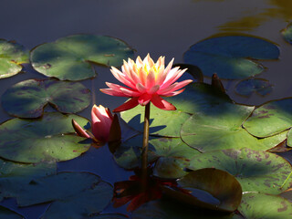 Lotus blooming in a shadowed pond