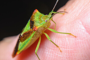 Shield bug (Forest shield bug) Oncacontias vittatus