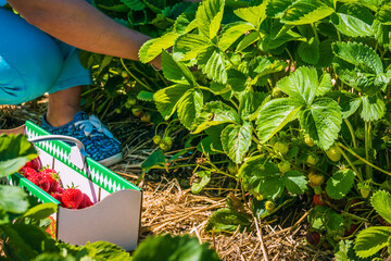 Woomen picking of fresh organic strawberry in the field