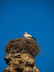 Stork over ancient ruins of roman aqueduct in Merida, Spain
