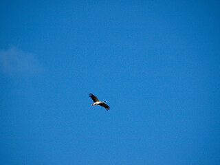 Stork flying over Merida, Spain