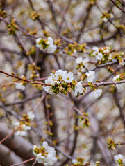 Cherries's flowers in 'Valle del Jerte' in Extremadura, Spain