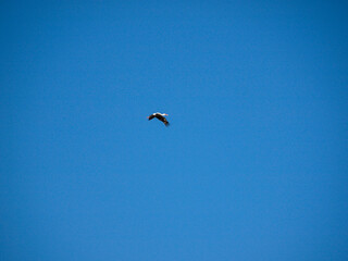 Stork flying over Merida, Spain
