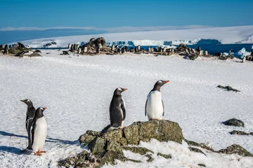 Rolgordijnen Пингвины на камне © polyarnik