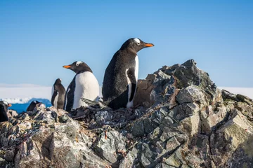 Rolgordijnen Пингвины на скале © polyarnik