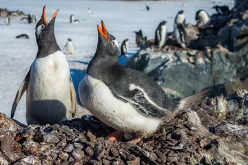 Rolgordijnen Пингвин высиживает яйцо © polyarnik