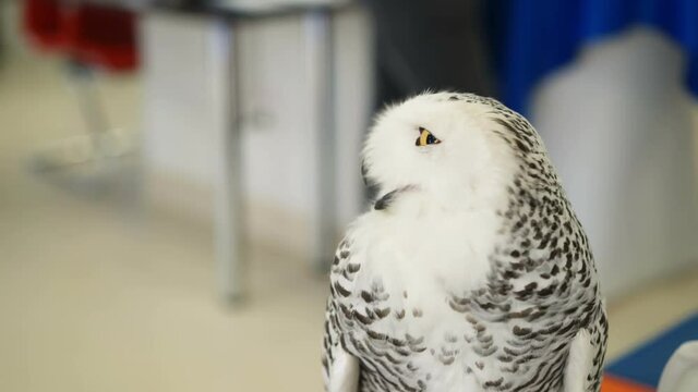 White polar owl indoors at the party