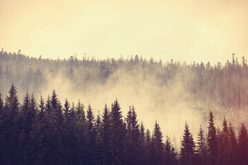 Fog in the fir forest in autumn or spring time