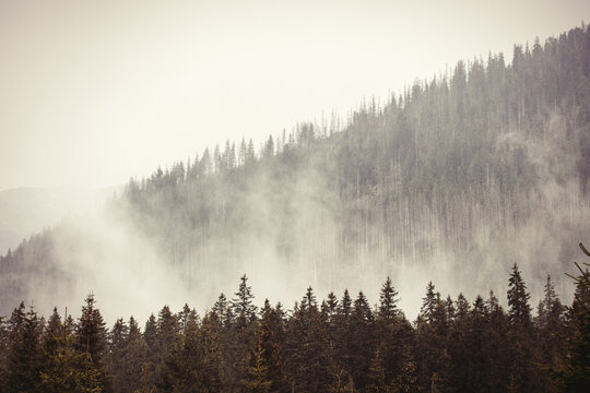 Fog in the fir forest in autumn or spring time © Masson