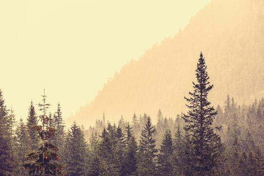 Fototapeta Fog in the fir forest in autumn or spring time
