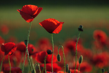 Naklejka premium Beautiful red poppies at nature green background