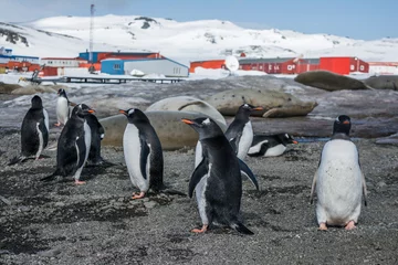 Rolgordijnen Пингвины © polyarnik