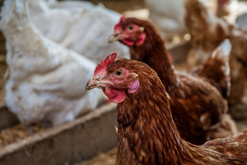 H&uuml;hner im Stall