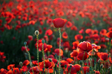 Field of beautiful red poppies