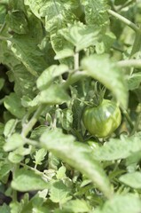 Tomato growing in the vegetable garden