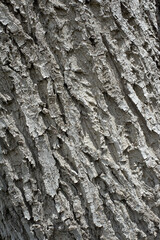 Fragment of tree bark, closeup diagonal texture