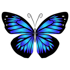 Bright beautiful blue butterfly. Vector illustration isolated.