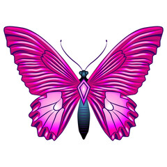 Bright beautiful butterfly. Vector illustration isolated.