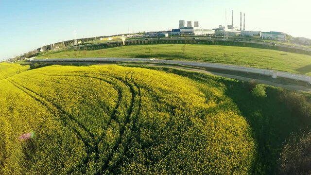 Field with rape is increasing in.