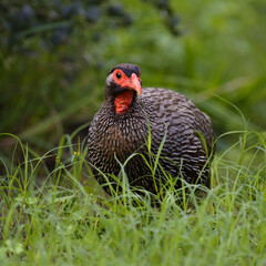 Red Necked Spurfowl, Addo Elephant National Park