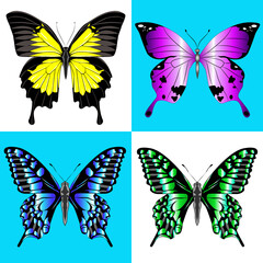 Vector illustration. Set of four butterfly.