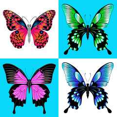 Vector illustration. Set of four butterfly.