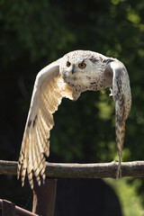 The Eurasian eagle-owl flying