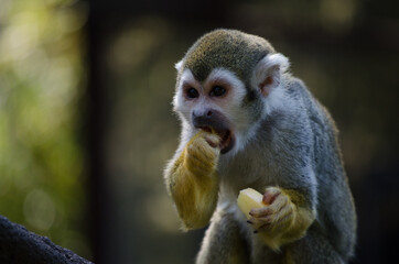 monkey eating fruit