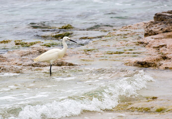 Egretta garzetta near ionian sea, south italy