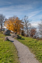 Yellow tree near mount Rigi, Alps, Switzerland