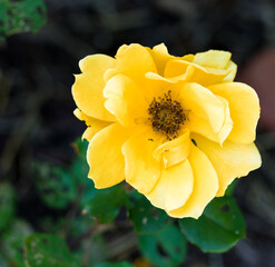 Yellow Flower