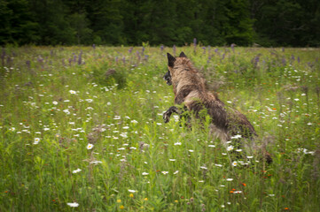 Naklejka premium Black Phase Grey Wolf (Canis lupus) Jumps Through Field