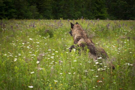 Fototapeta Black Phase Grey Wolf (Canis lupus) Jumps Through Field
