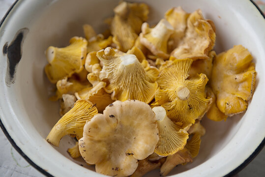 chanterelles in the iron plate