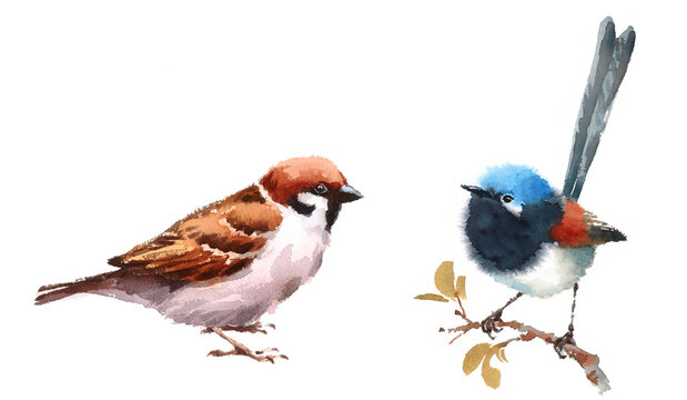 Fairy Wren and Sparrow Two Birds Watercolor Hand Painted Illustration Set isolated on white background