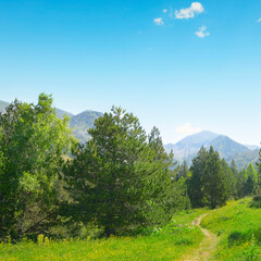 Beautiful pine trees on background mountains