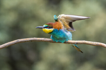 Obraz premium merops apiaster